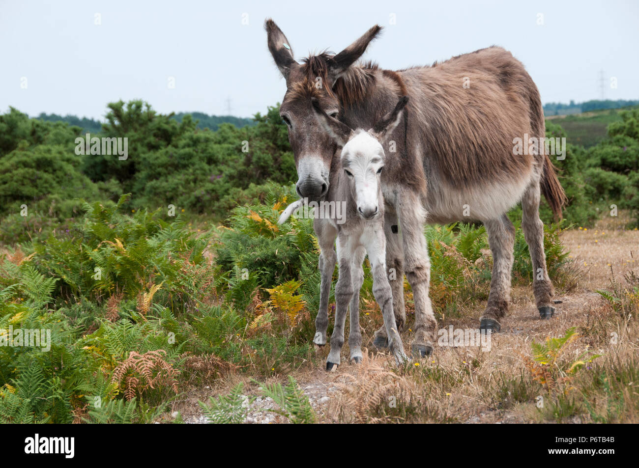 L'asino e il nuovo nato Jenny nella nuova foresta Hampshire Foto Stock