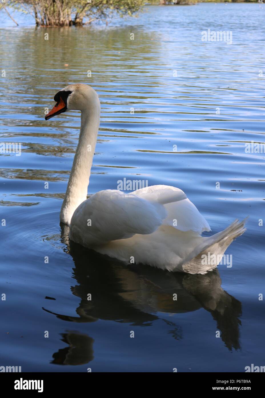 Cigni , Leybourne Laghi , Kent Foto Stock