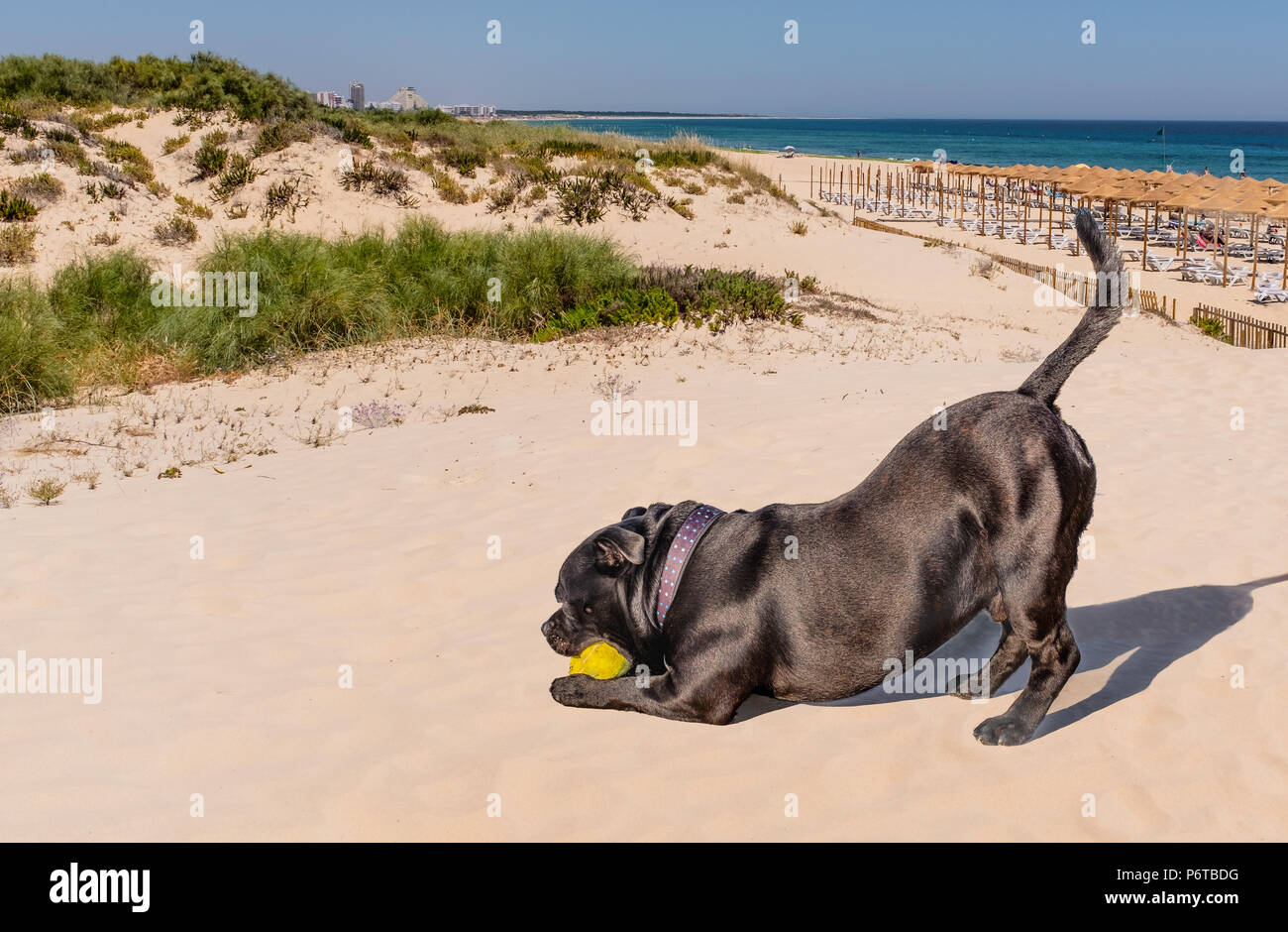 Nero staffordshire bull terrier cane giocando su Praia Verde spiaggia con due palle da tennis. Egli appare come egli sta facendo un po' di yoga con la sua coda nell'aria. Foto Stock