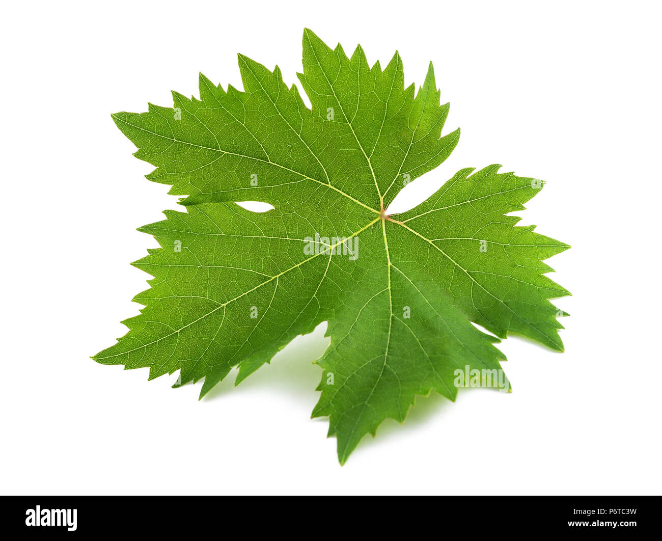 Foglia di vite isolata su sfondo Foto Stock