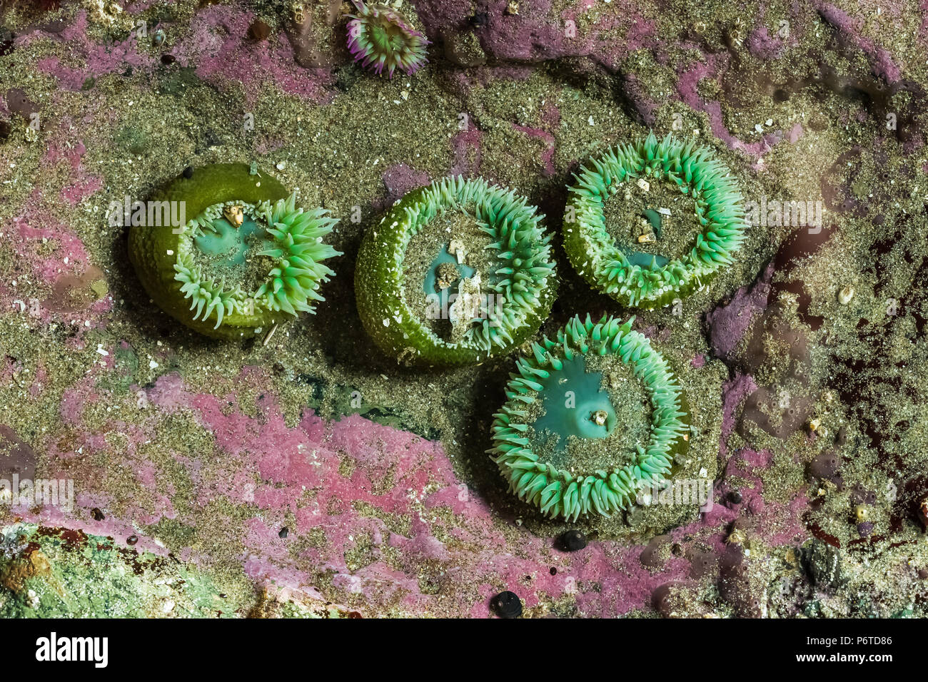 Verde gigante Anemone, Anthopleura xanthogrammica, con rosa crosta di roccia, Lithothamnium pacificum (o di specie affini), Aka Coral incrostanti, in corrispondenza del punto di Foto Stock