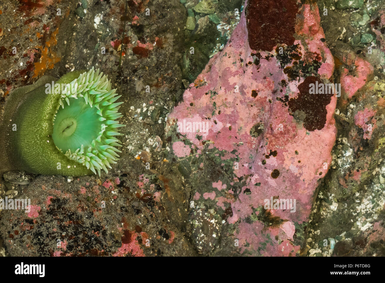 Verde gigante Anemone, Anthopleura xanthogrammica, con rosa crosta di roccia, Lithothamnium pacificum (o di specie affini), Aka Coral incrostanti, in corrispondenza del punto di Foto Stock