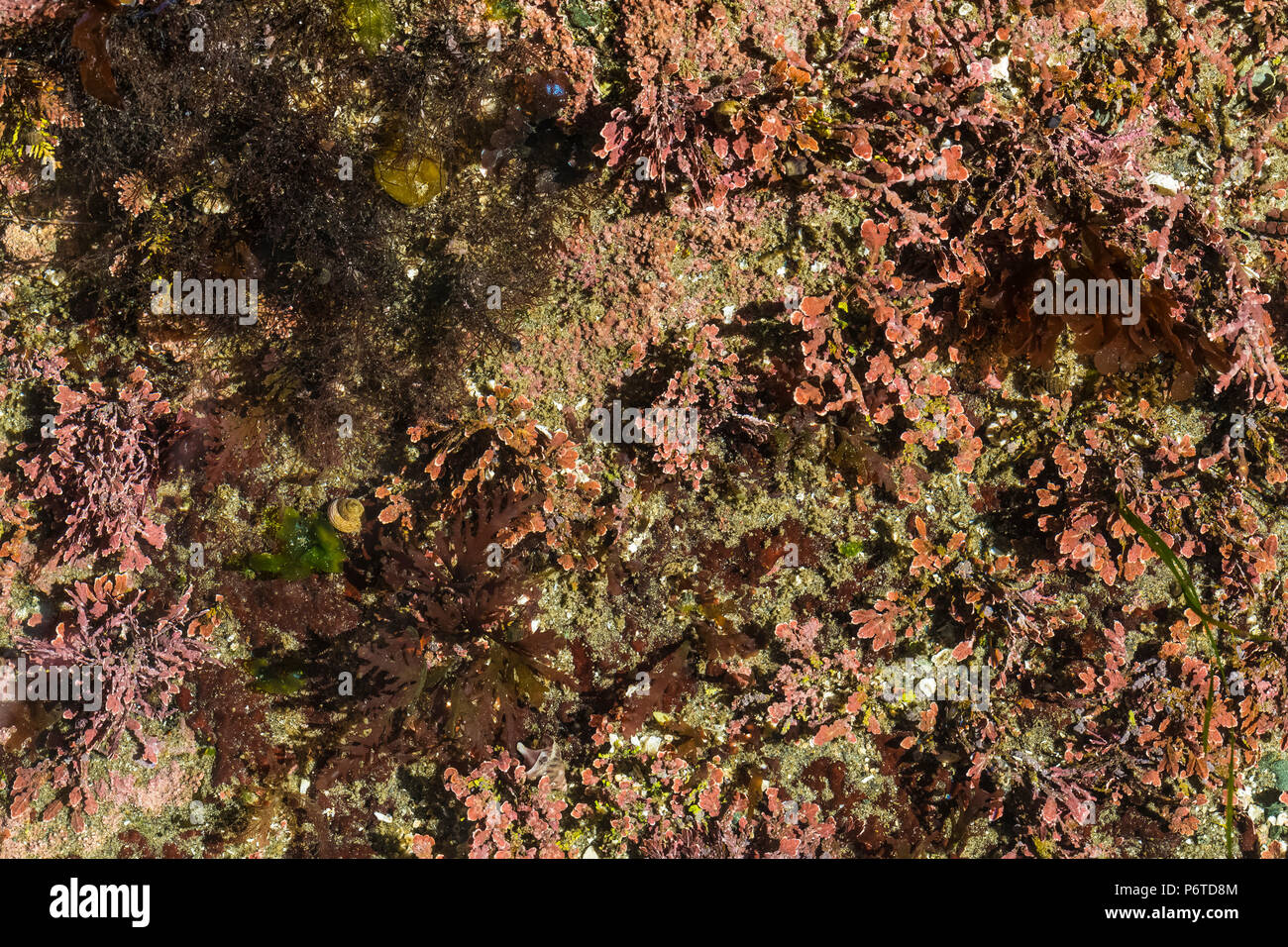 Alghe coralline, Corallina spp., il rivestimento delle pareti di roccia di un pool di marea in corrispondenza del punto di archi lungo l'Oceano Pacifico nel Parco Nazionale di Olympic, Washington Foto Stock