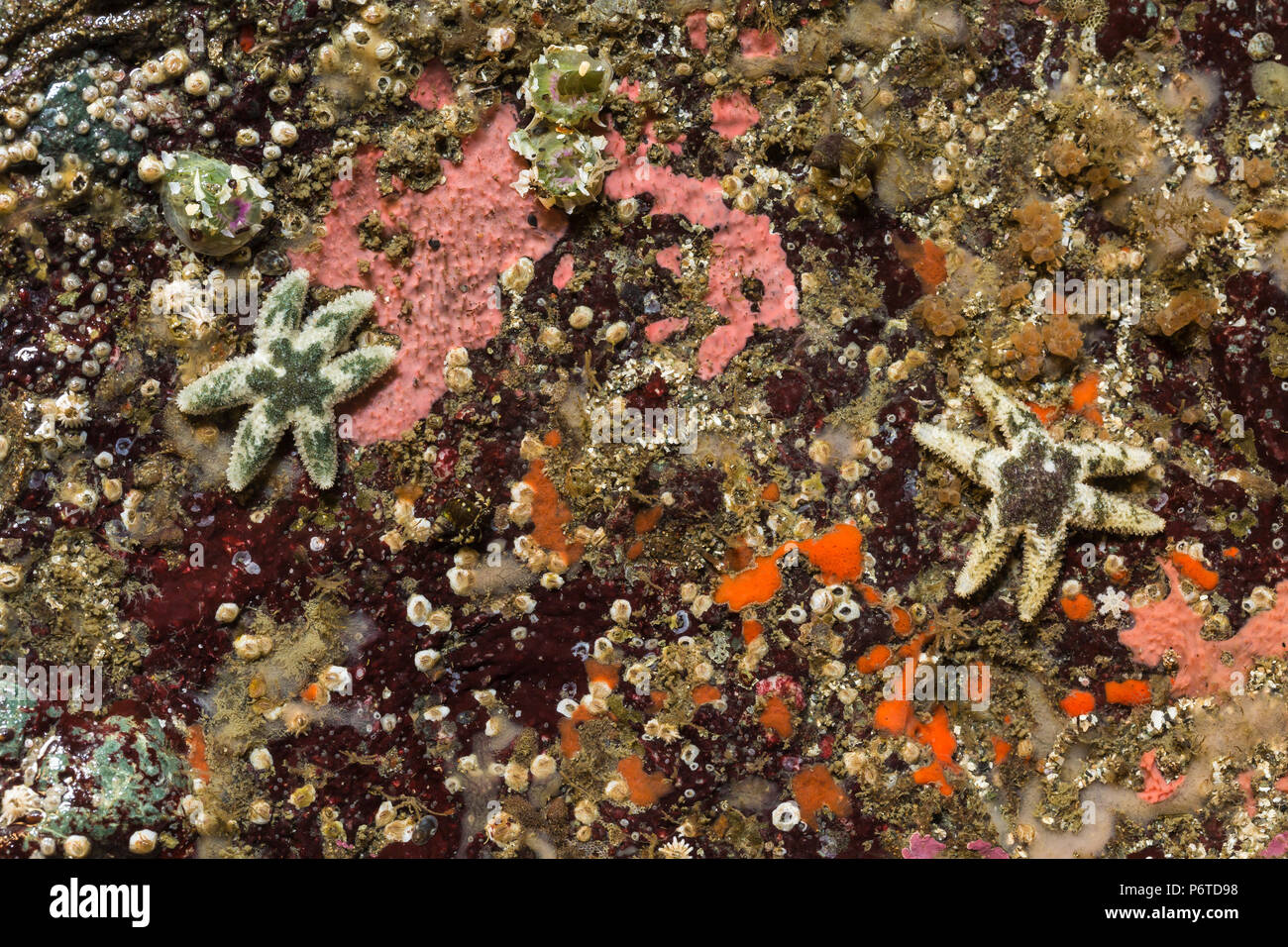 Sei sottoposti ai raggi-stella di mare, Leptasterias hexactis, durante una estrema bassa marea al punto di archi lungo l'Oceano Pacifico nel Parco Nazionale di Olympic, Washington Foto Stock