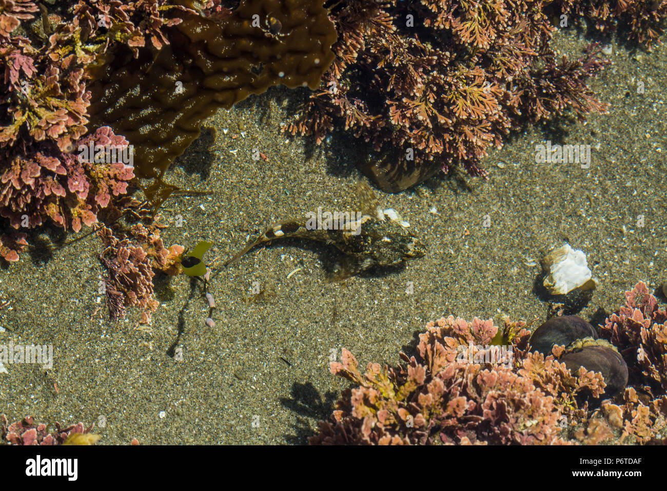 Tidepool Sculpin, Oligocottus maculosus, in un pool di marea in corrispondenza del punto di archi su Shi Shi Beach lungo l'Oceano Pacifico nel Parco Nazionale di Olympic, Washingt Foto Stock