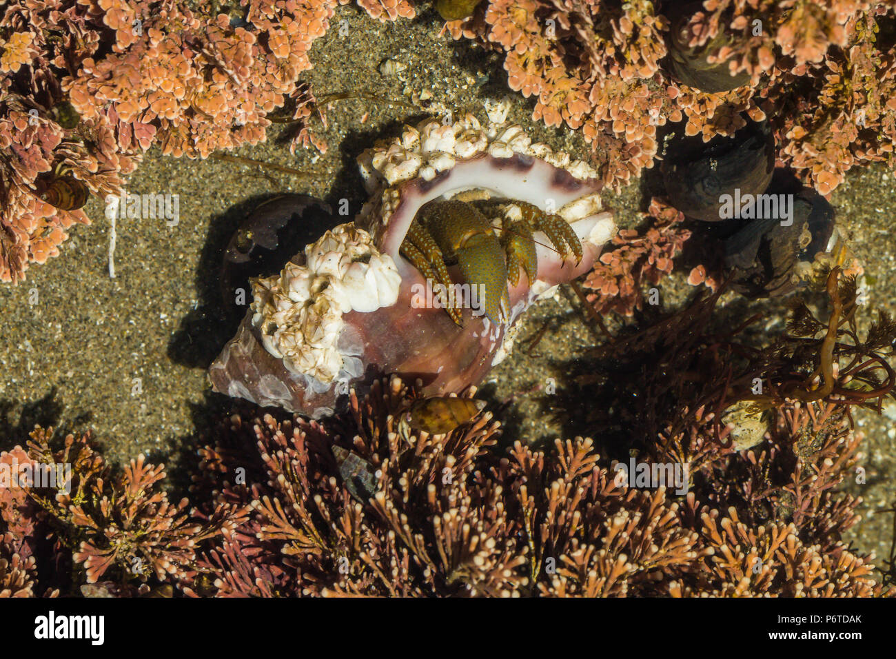 Paguri in gusci di catturato in un pool di marea in corrispondenza del punto di archi lungo l'Oceano Pacifico nel Parco Nazionale di Olympic, nello Stato di Washington, USA Foto Stock