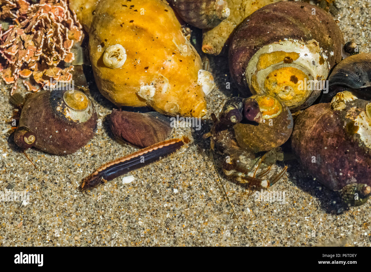 Alta cresta di gallo, Anoplarchus purpurescens, tra la ghiaia e gusci di lumaca di un pool di marea in corrispondenza del punto di archi lungo l'Oceano Pacifico in Olympic compit Foto Stock