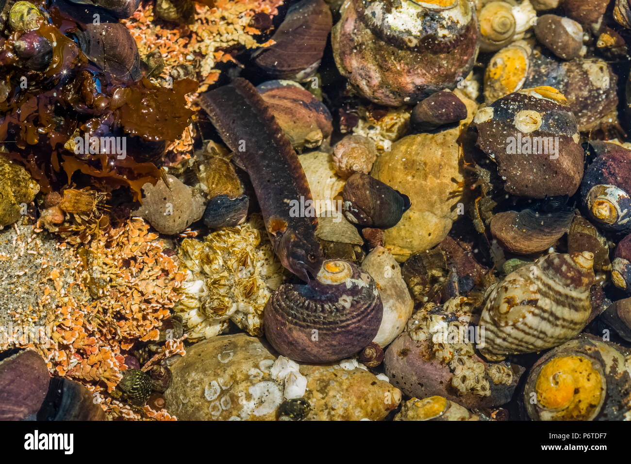 Alta cresta di gallo, Anoplarchus purpurescens, custodendo le uova nascoste tra la ghiaia e gusci di lumaca di un pool di marea in corrispondenza del punto di archi lungo la Pacific O Foto Stock