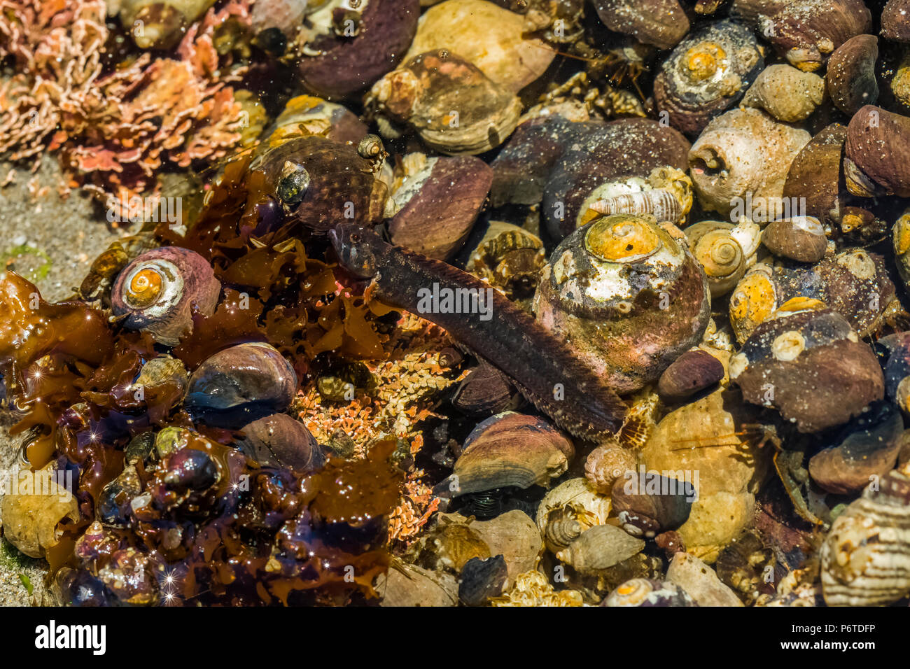 Alta cresta di gallo, Anoplarchus purpurescens, custodendo le uova nascoste tra la ghiaia e gusci di lumaca di un pool di marea in corrispondenza del punto di archi lungo la Pacific O Foto Stock