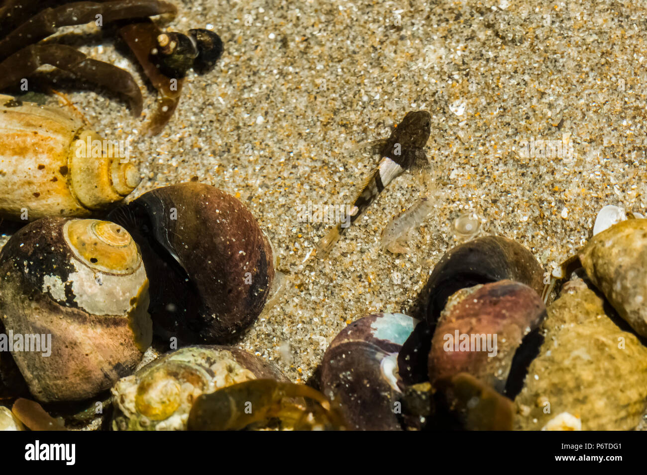 Tidepool Sculpin, Oligocottus maculosus, in un pool di marea in corrispondenza del punto di archi su Shi Shi Beach lungo l'Oceano Pacifico nel Parco Nazionale di Olympic, Washingt Foto Stock