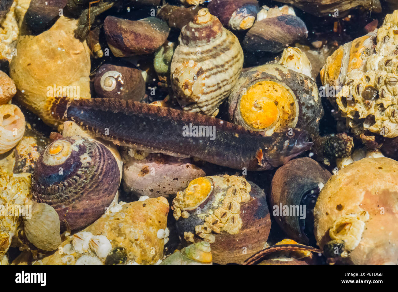 Alta cresta di gallo, Anoplarchus purpurescens, custodendo le uova nascoste tra la ghiaia e gusci di lumaca di un pool di marea in corrispondenza del punto di archi lungo la Pacific O Foto Stock