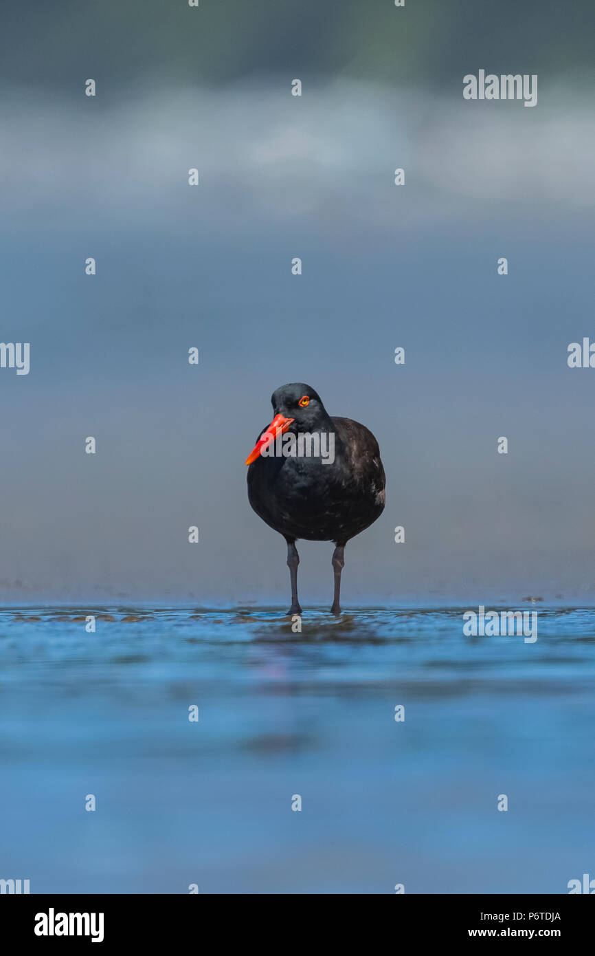 Nero, Oystercatcher Haematopus bachmani, raccolta a Willoughby Creek, una sorgente di acqua dolce su Shi Shi Beach lungo l'Oceano Pacifico in Olympic Na Foto Stock