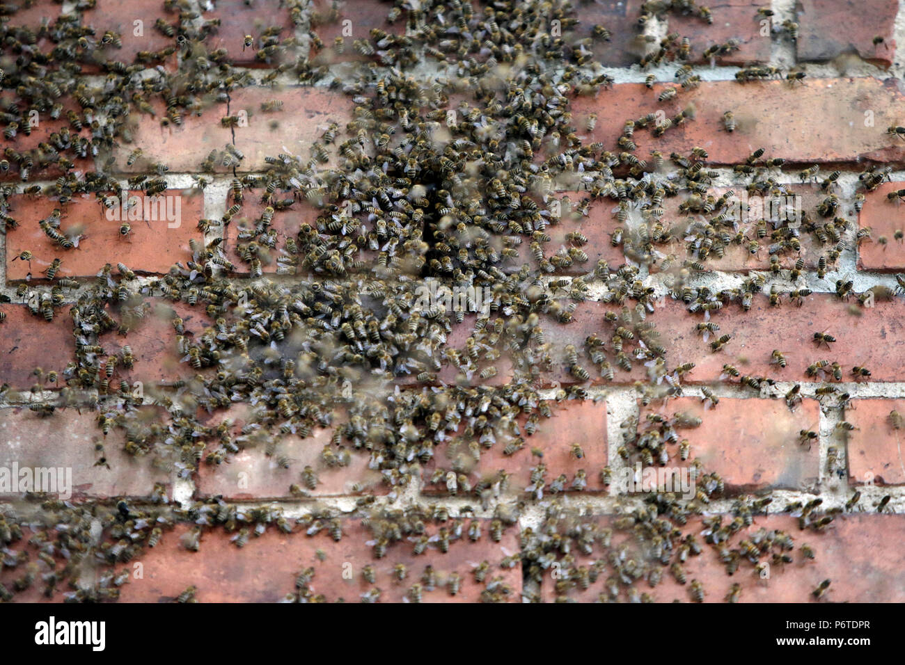 Hoppegarten, Germania, colonia di api si muove attraverso un foro in un muro di mattoni Foto Stock