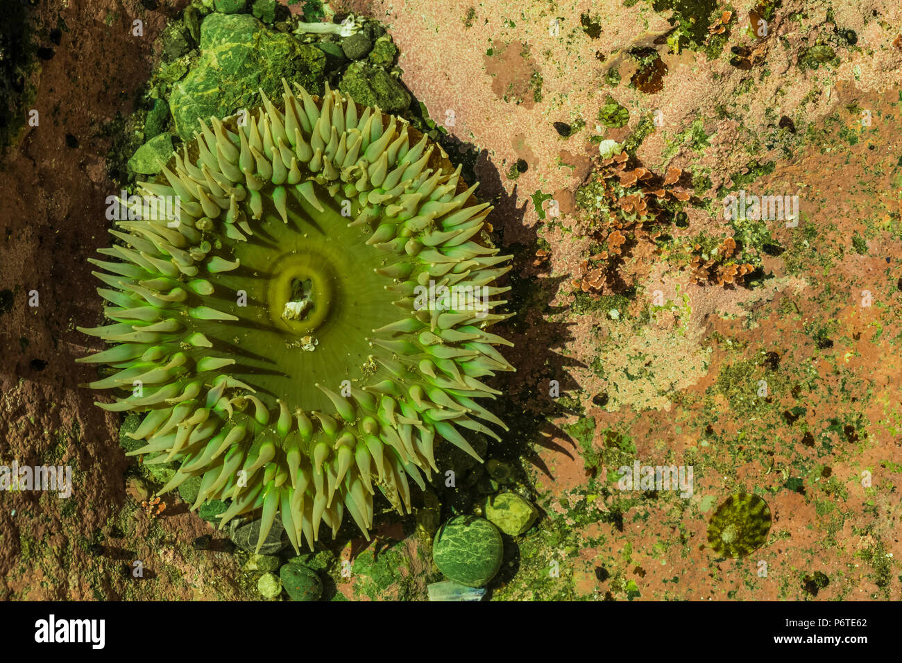 Verde gigante Anemone, Anthopleura xanthogrammica, in corrispondenza del punto di archi lungo l'Oceano Pacifico nel Parco Nazionale di Olympic, nello Stato di Washington, USA Foto Stock