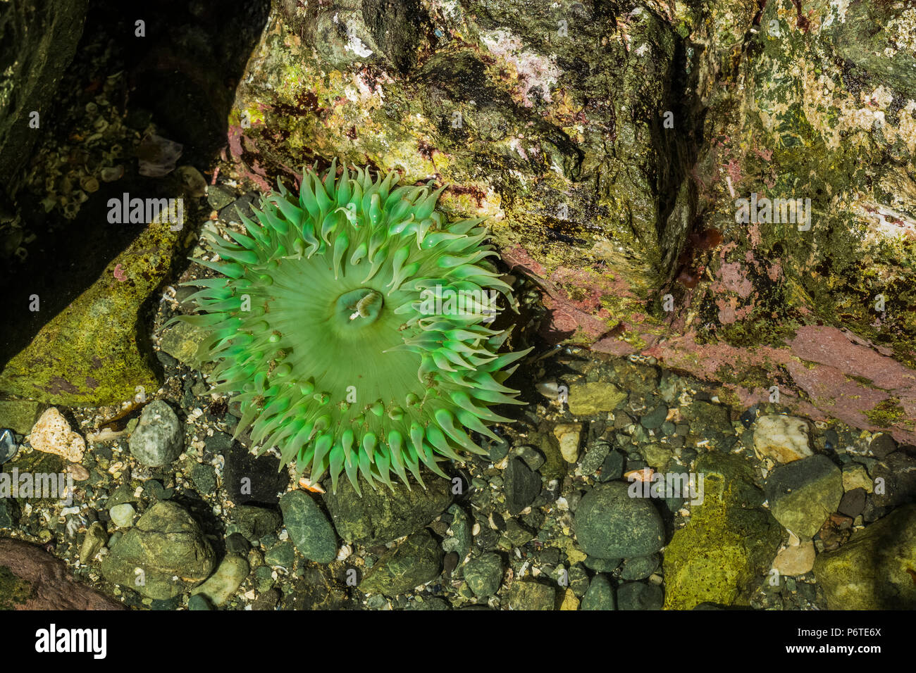 Verde gigante Anemone, Anthopleura xanthogrammica, in corrispondenza del punto di archi lungo l'Oceano Pacifico nel Parco Nazionale di Olympic, nello Stato di Washington, USA Foto Stock