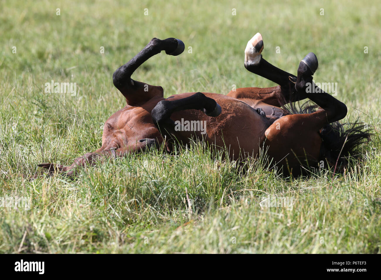 Goerlsdorf chiodati, cavallo è wallowing in erba alta Foto Stock