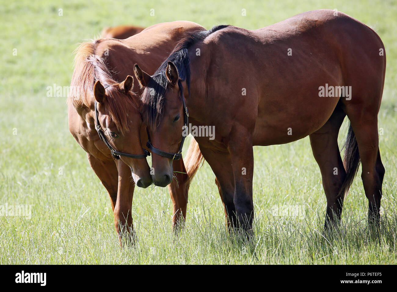 Goerlsdorf chiodati, cavalli lo sniffing su un pascolo Foto Stock
