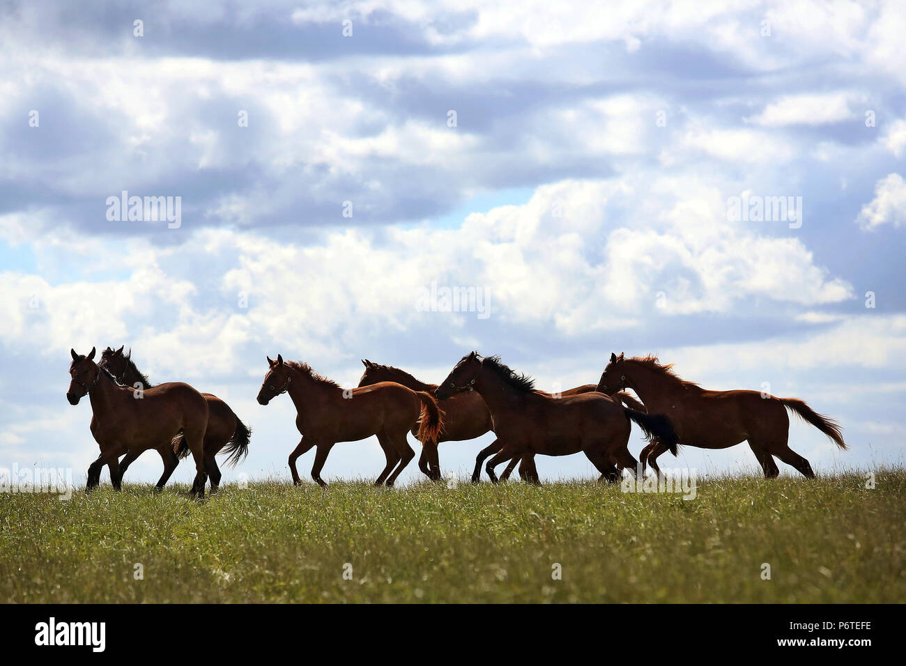 Goerlsdorf chiodati, silhouette, cavalli al galoppo in un pascolo Foto Stock