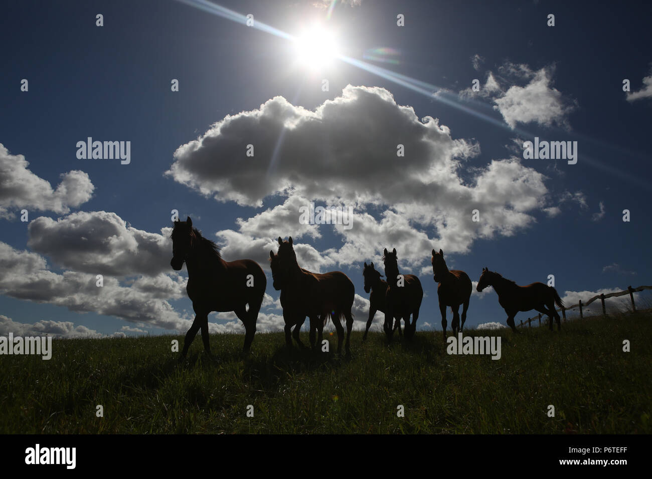 Goerlsdorf chiodati, silhouette, cavalli in un pascolo Foto Stock