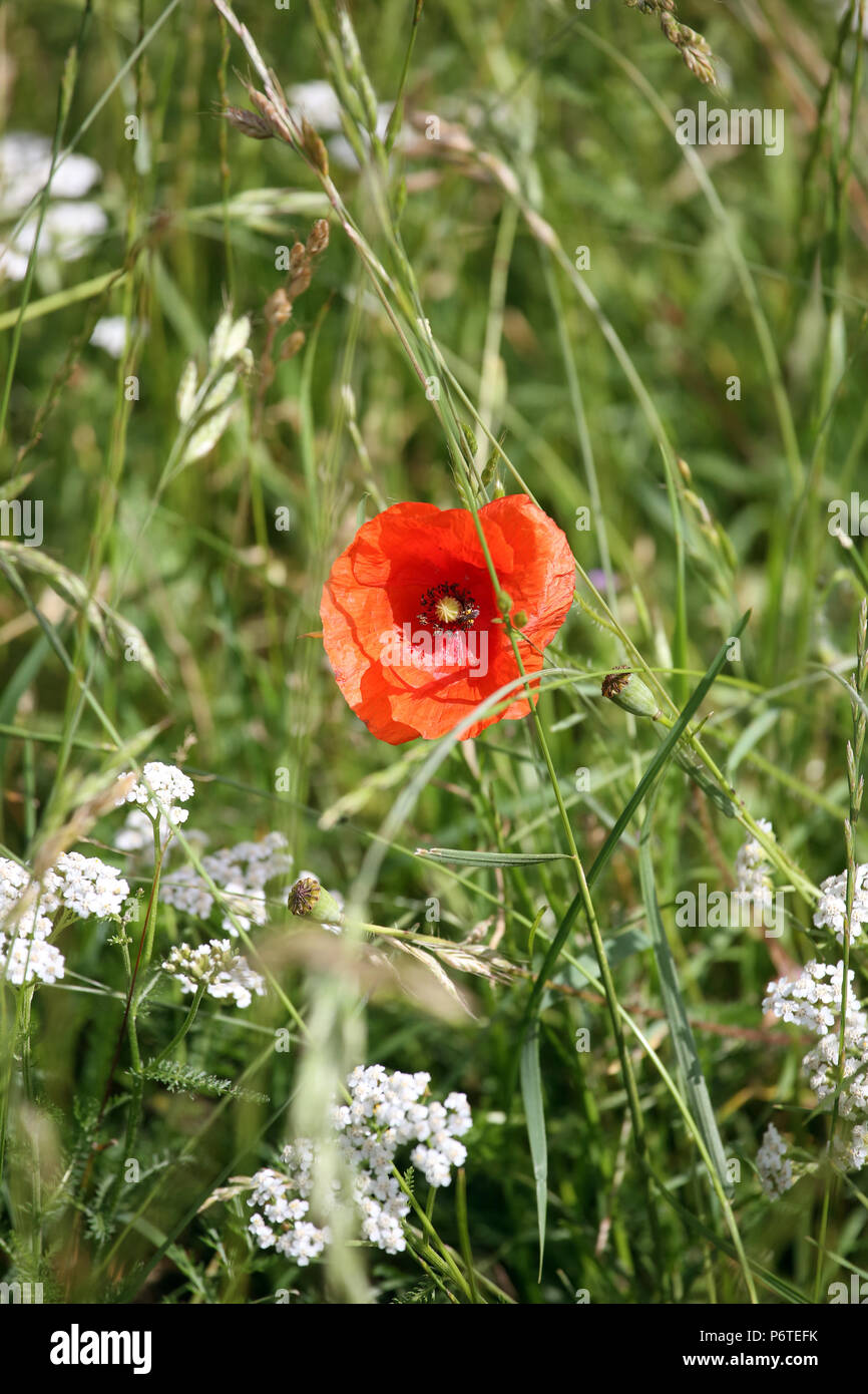 Görlsdorf, Germania, comune yarrow e semi di papavero su un prato Foto Stock