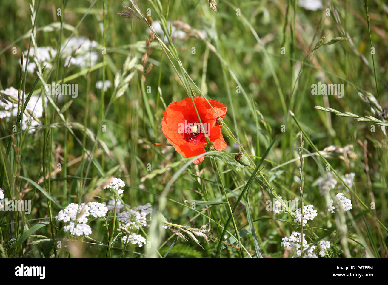 Görlsdorf, Germania, comune yarrow e semi di papavero su un prato Foto Stock