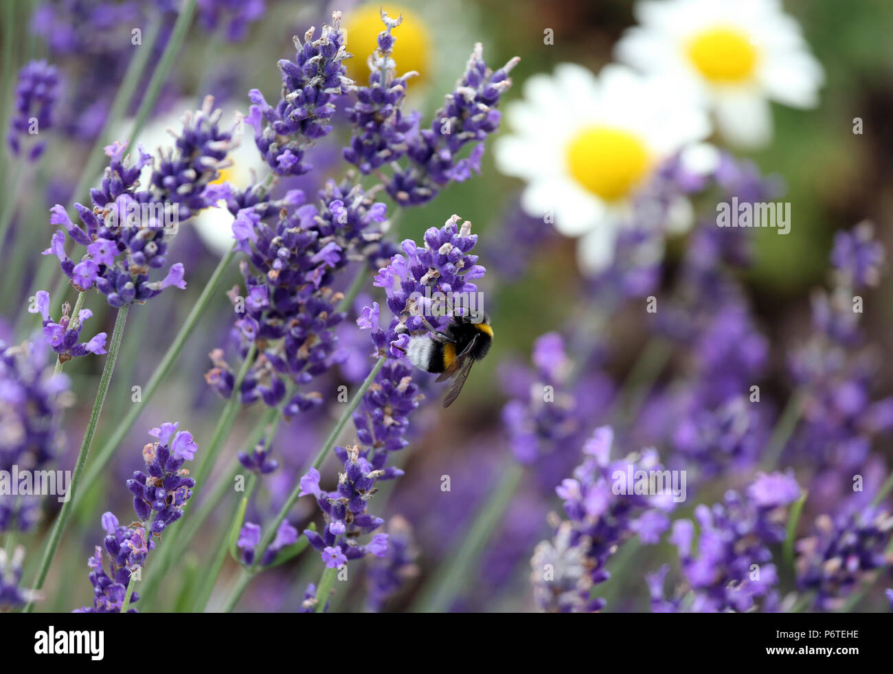 Berlino, Germania, scuro bumblebee raccoglie il nettare da un fiore di lavanda Foto Stock