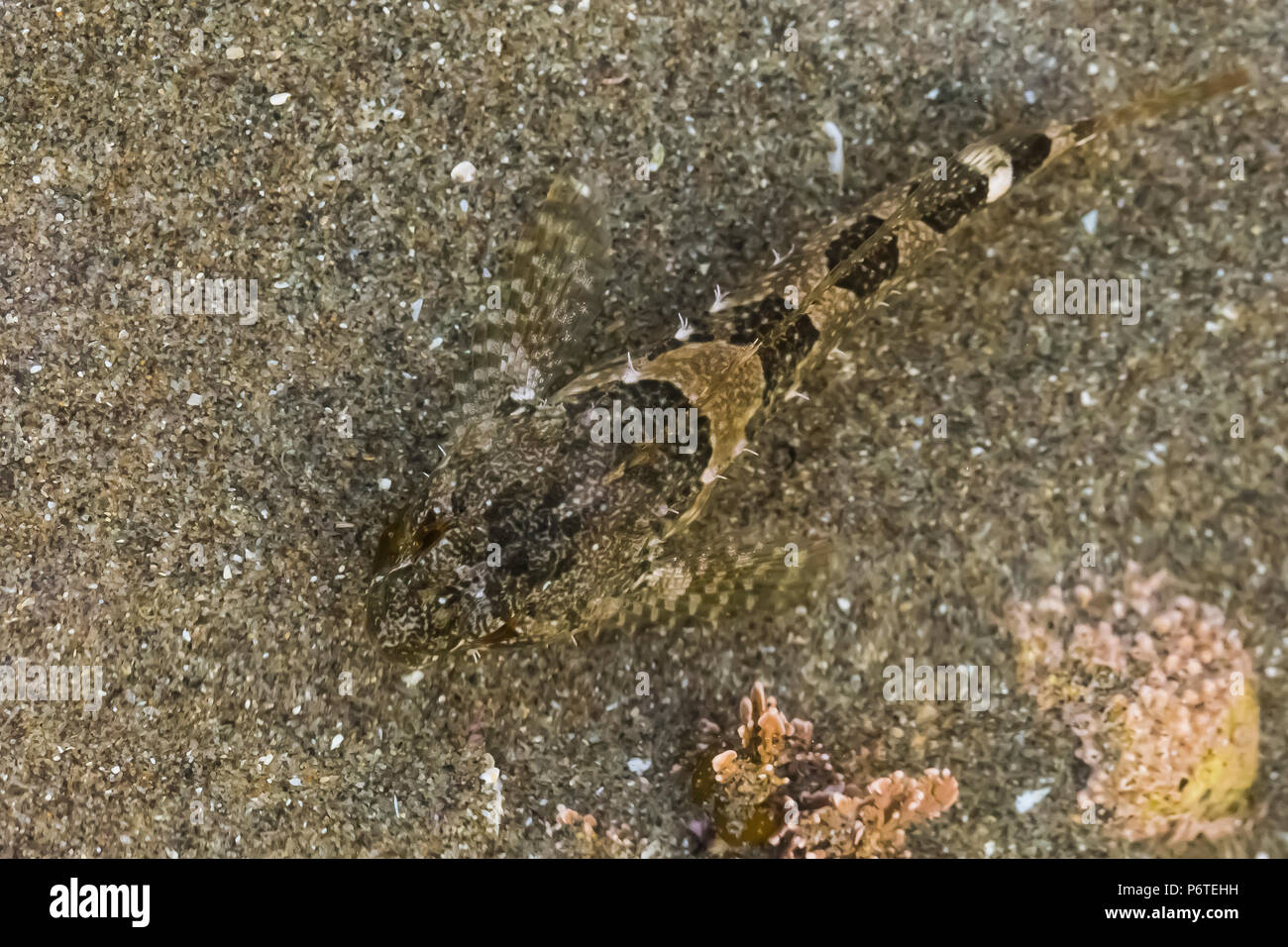 Tidepool Sculpin, Oligocottus maculosus, in un pool di marea in corrispondenza del punto di archi su Shi Shi Beach lungo l'Oceano Pacifico nel Parco Nazionale di Olympic, Washingt Foto Stock