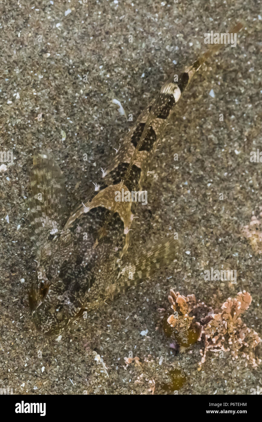 Tidepool Sculpin, Oligocottus maculosus, in un pool di marea in corrispondenza del punto di archi su Shi Shi Beach lungo l'Oceano Pacifico nel Parco Nazionale di Olympic, Washingt Foto Stock