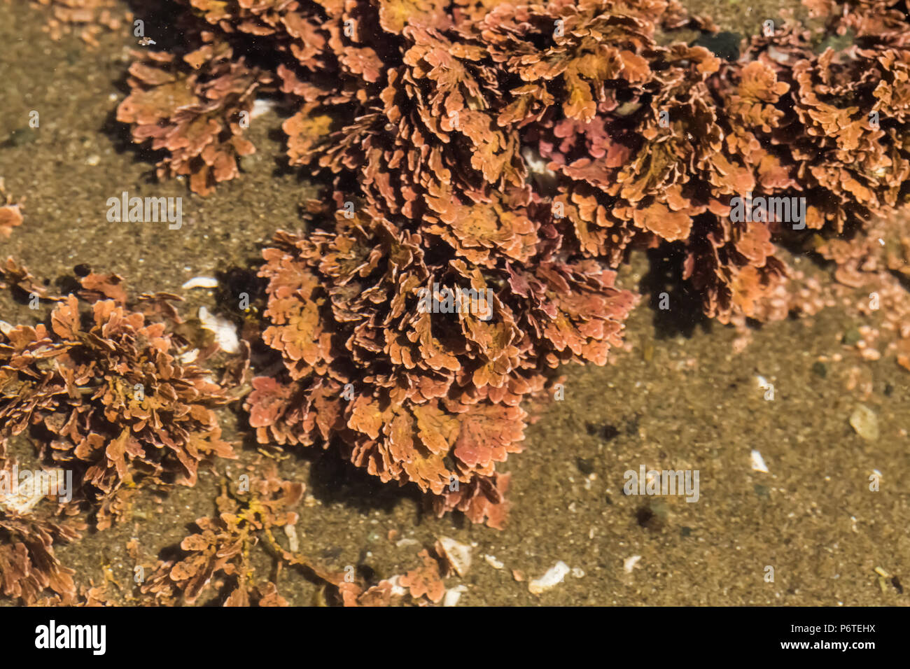 Alghe coralline, Corallina spp., in un pool di marea in corrispondenza del punto di archi lungo l'Oceano Pacifico nel Parco Nazionale di Olympic, nello Stato di Washington, USA Foto Stock