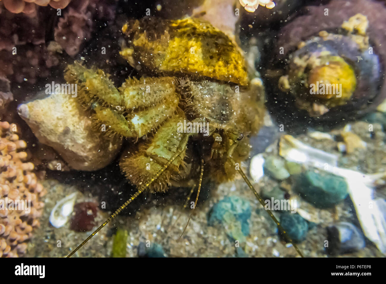 Pelosi Granchio eremita, Pagurus hirsutiusculus, in un appropriato di shell in un pool di marea in corrispondenza del punto di archi lungo l'Oceano Pacifico nel Parco Nazionale di Olympic Foto Stock