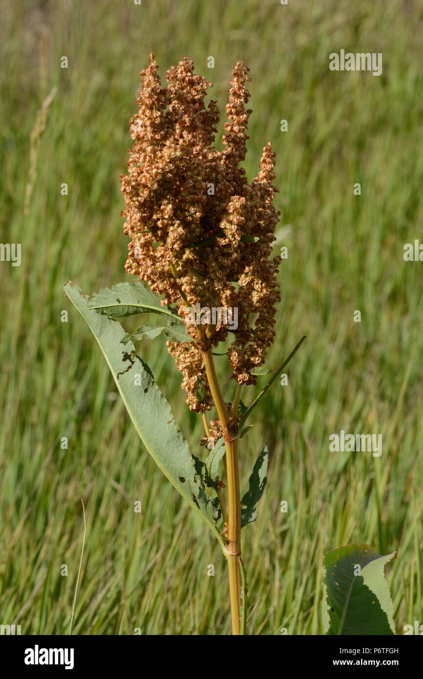 Giallo estate impianto dock o Rumex crispus con frutta crescendo nel campo di erba Foto Stock