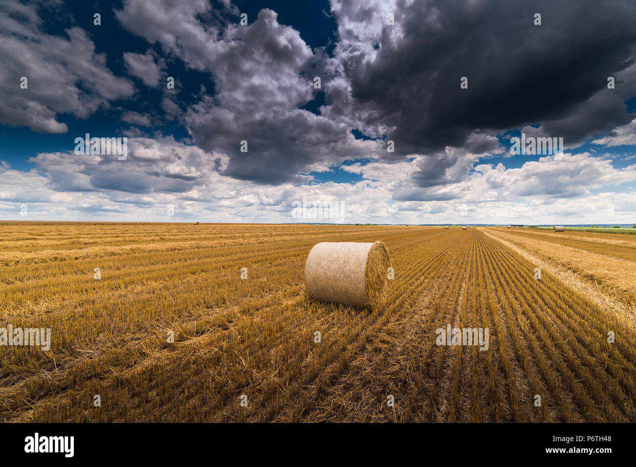 Splendido paesaggio agricolo di campo di grano - Round fasci di erba secca nel campo,balle di fieno Foto Stock