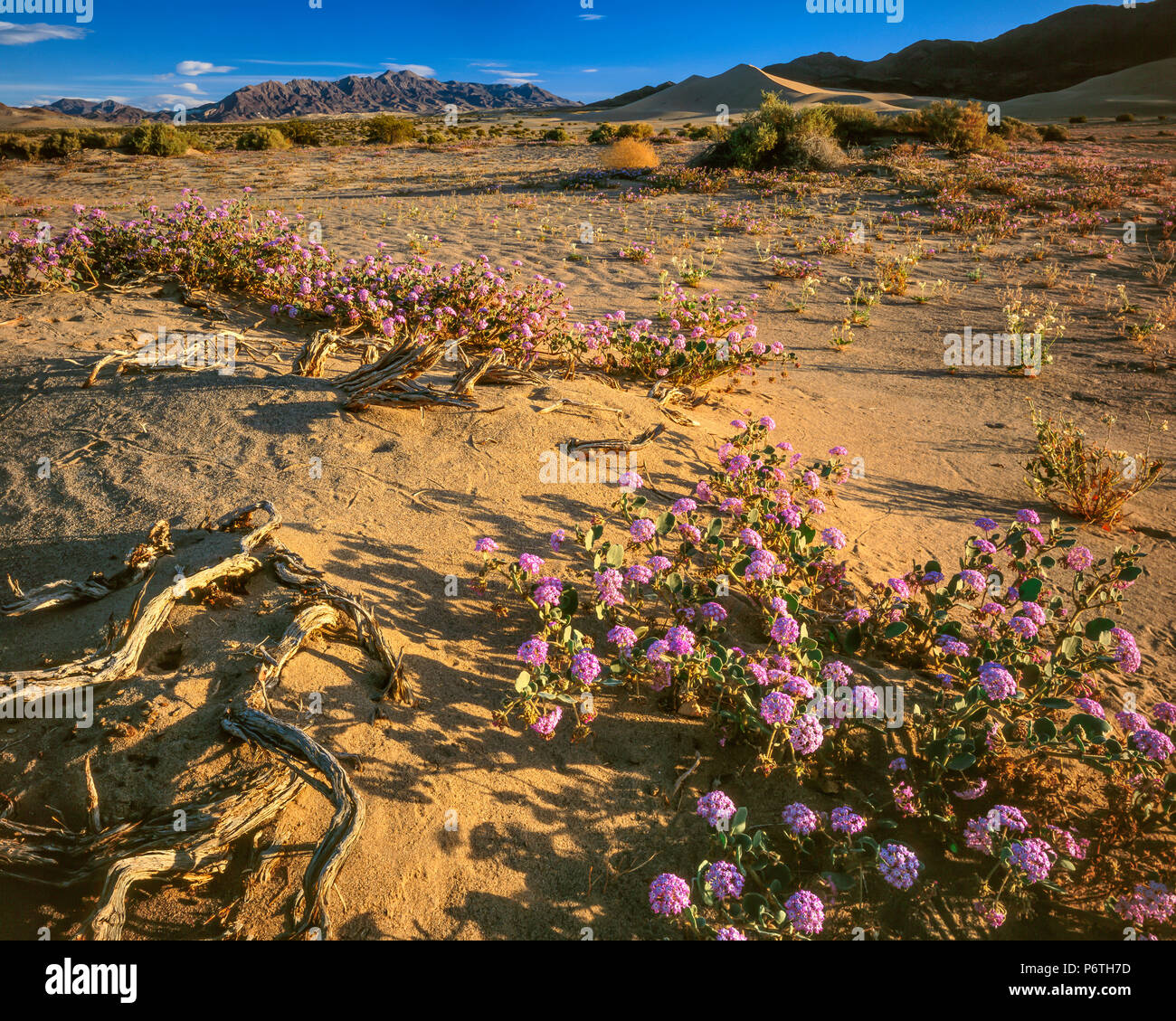 Verbena, Ibex le dune, il Parco Nazionale della Valle della Morte, California Foto Stock