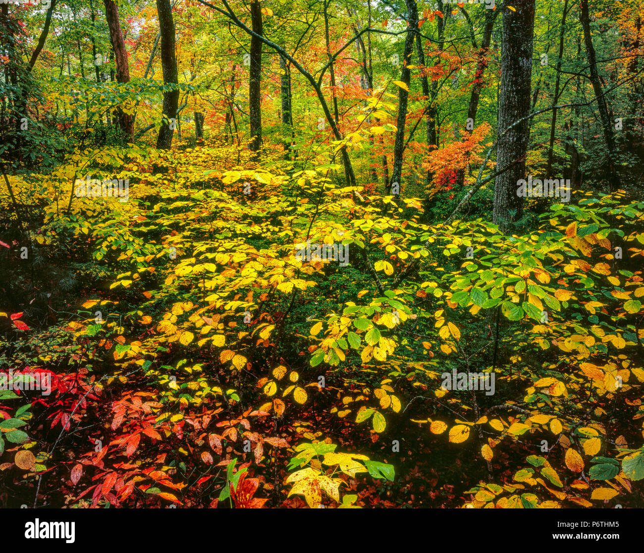 In autunno, Deep Creek, Great Smoky Mountains National Park, North Carolina Foto Stock