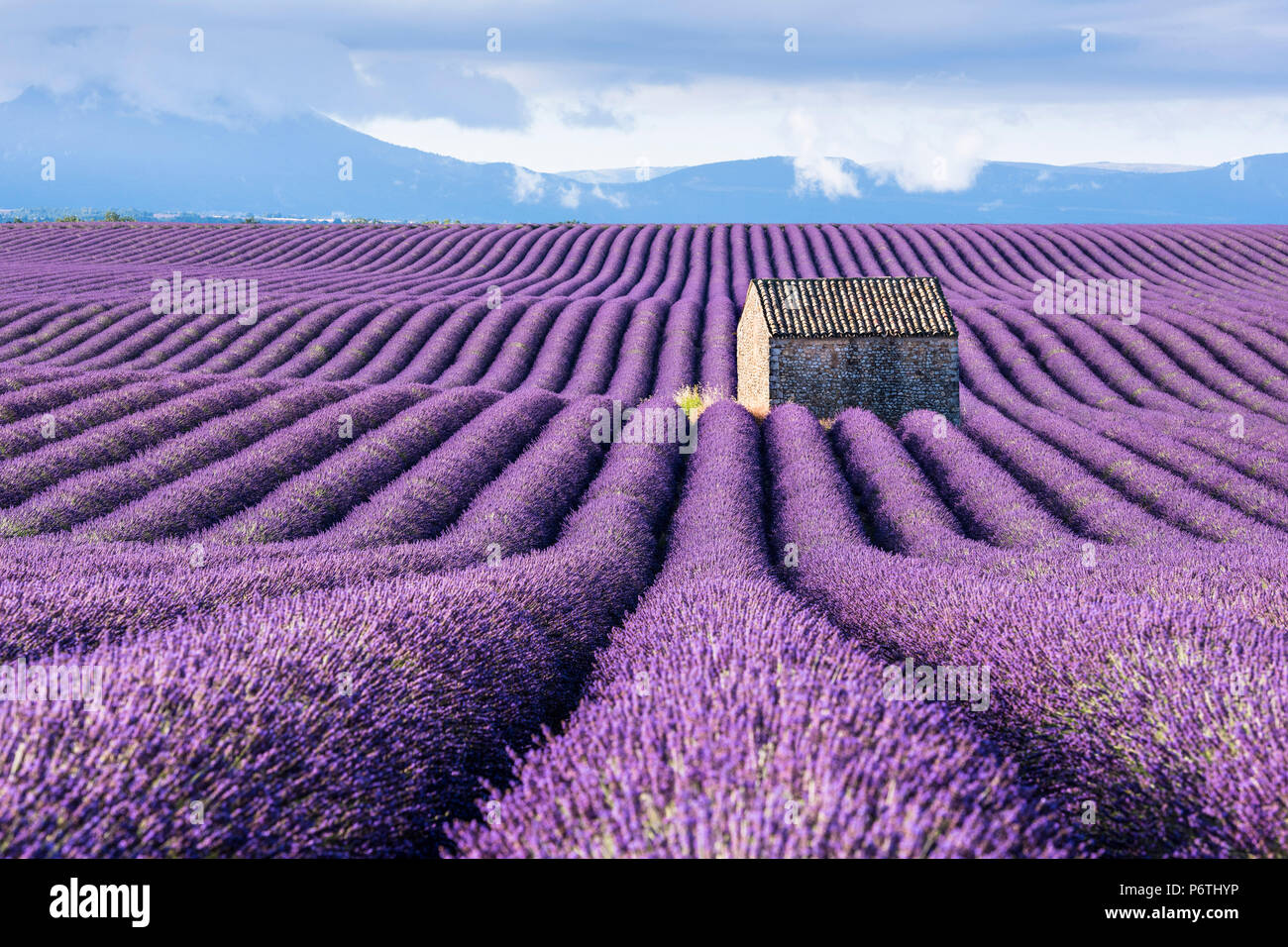 Magnete Frigorifero 3D Lavanda Provenza Francia – Souvenir Fatto A Mano 6,8x5,5 Cm