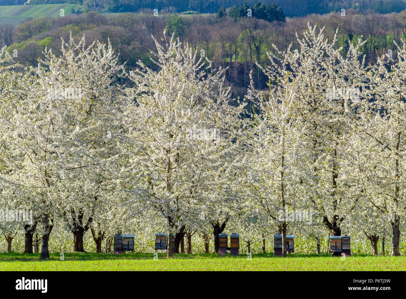 Germania, Baden-WÃ¼rttemberg, Schliengen. Fiori di Ciliegio nella valle Eggenertal vicino al villaggio di Niedereggenen in primavera. Foto Stock