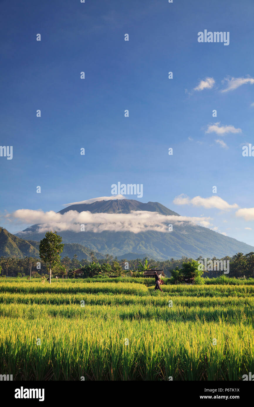 Indonesia, Bali, terrazze di riso e Gunung Agung Vulcano Foto Stock
