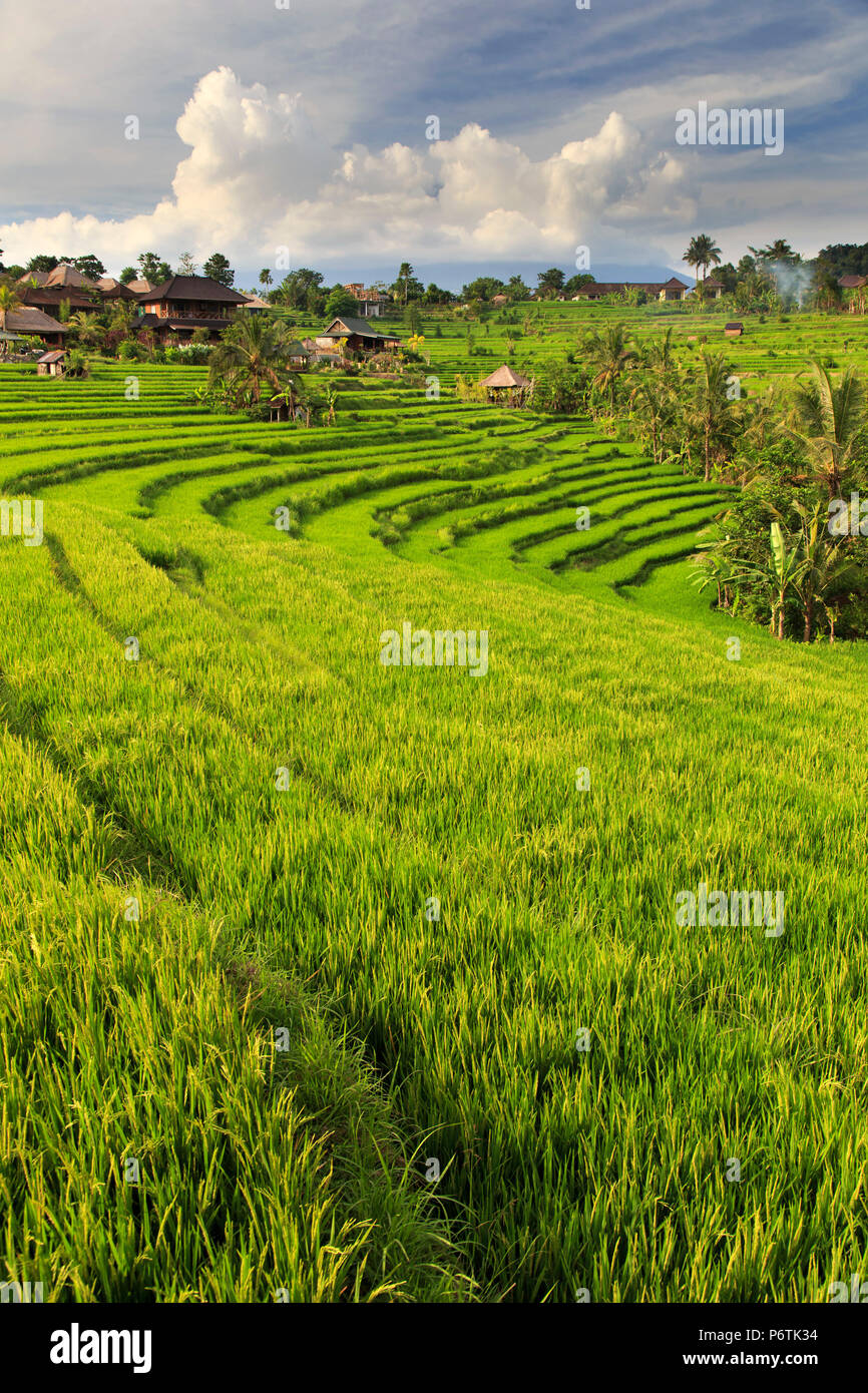 Indonesia, Bali, Sidemen Valley, campi di riso Foto Stock