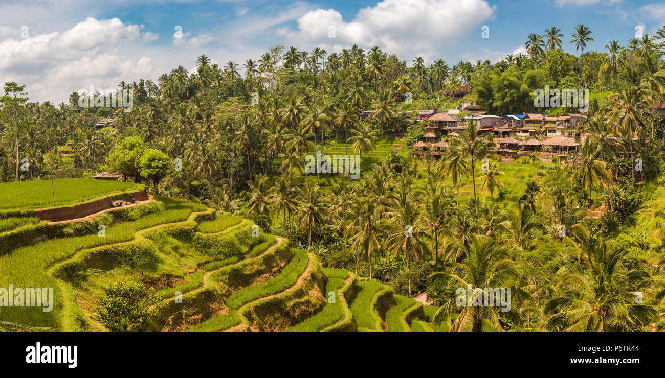 Bali, Indonesia, sud-est asiatico. Vista panoramica del risone in riso Tegalalang terrazza. Foto Stock
