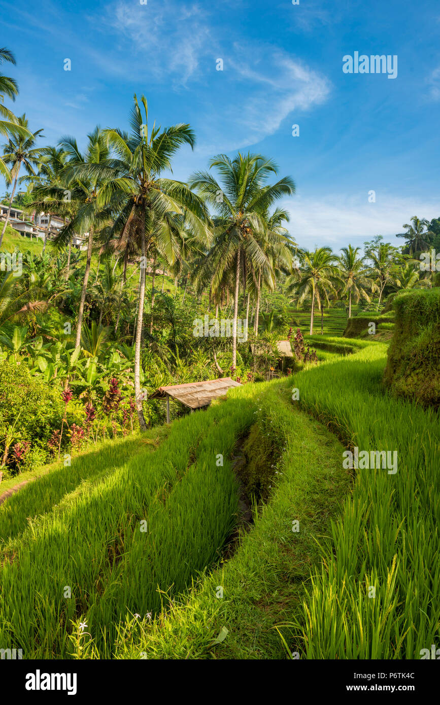 Bali, Indonesia, sud-est asiatico. I campi di risone in riso Tegalalang terrazza. Foto Stock