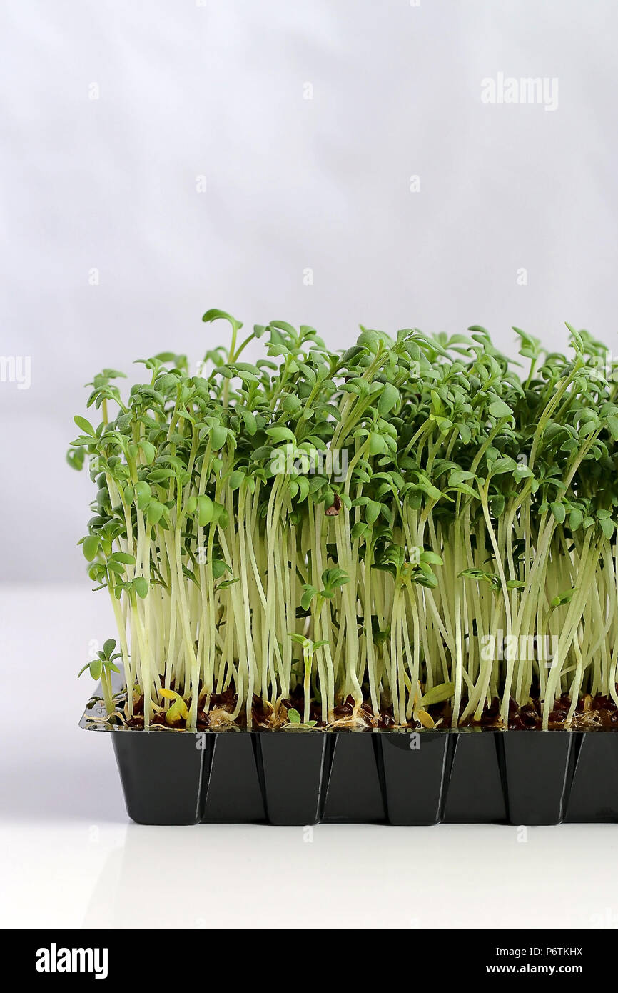 Growing Garden Cress Foto Stock