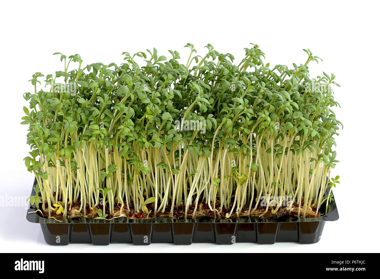 Growing Garden Cress Foto Stock