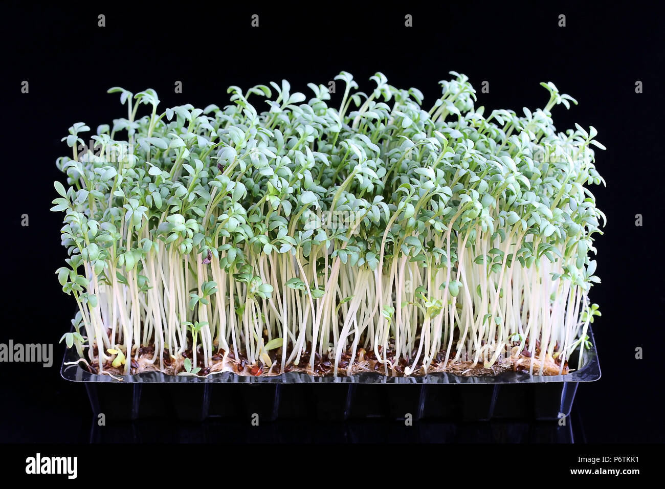 Growing Garden Cress Foto Stock