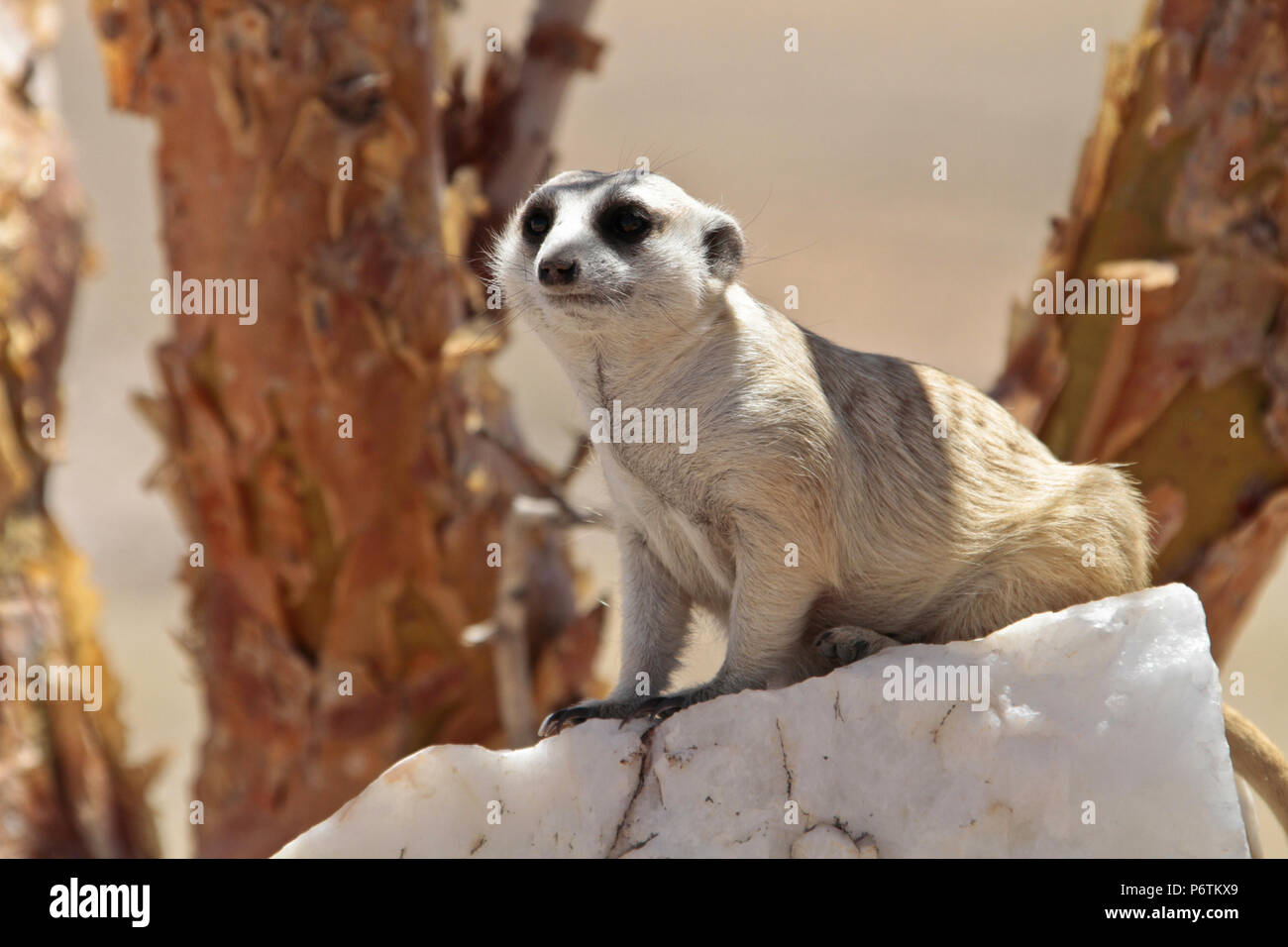 Meerkat o Suricat - Suricata suricatta - rannicchiato sul bianco, roccia di quarzo, guardando in giro. Kalahari Namibia Foto Stock