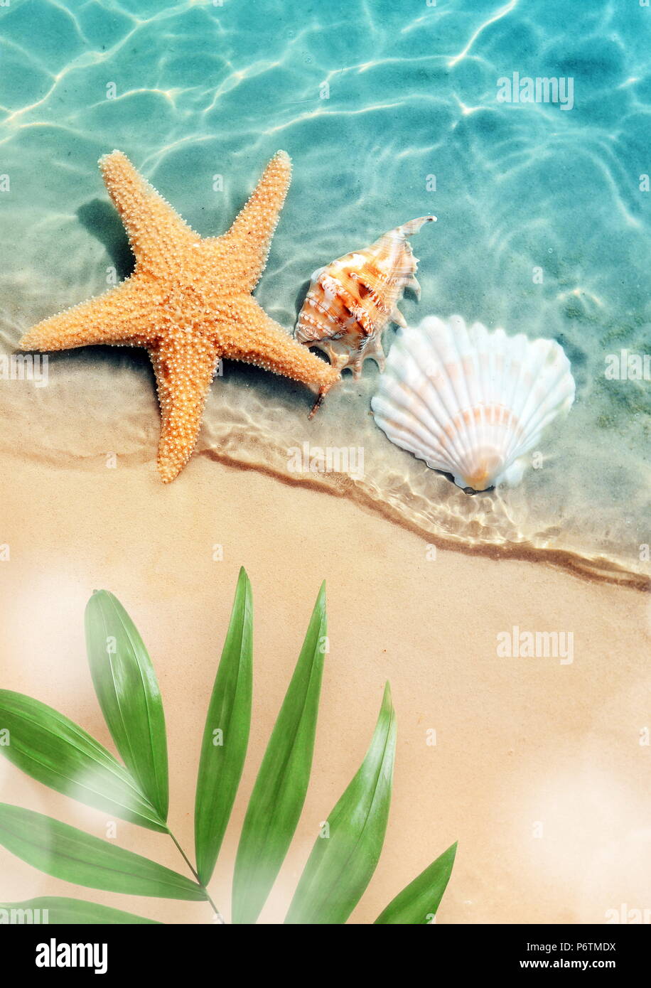 Stella Marina e conchiglia in estate spiaggia in acqua di mare. Estate sfondo. L'estate. Foto Stock