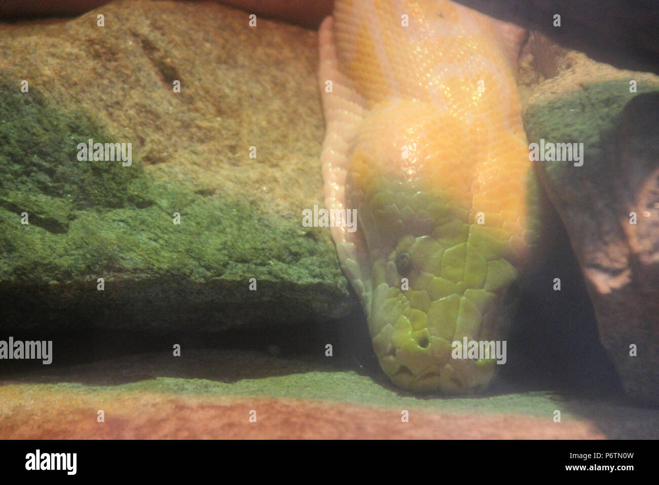 Un albino pitone birmano in un zoo (Francia). Foto Stock
