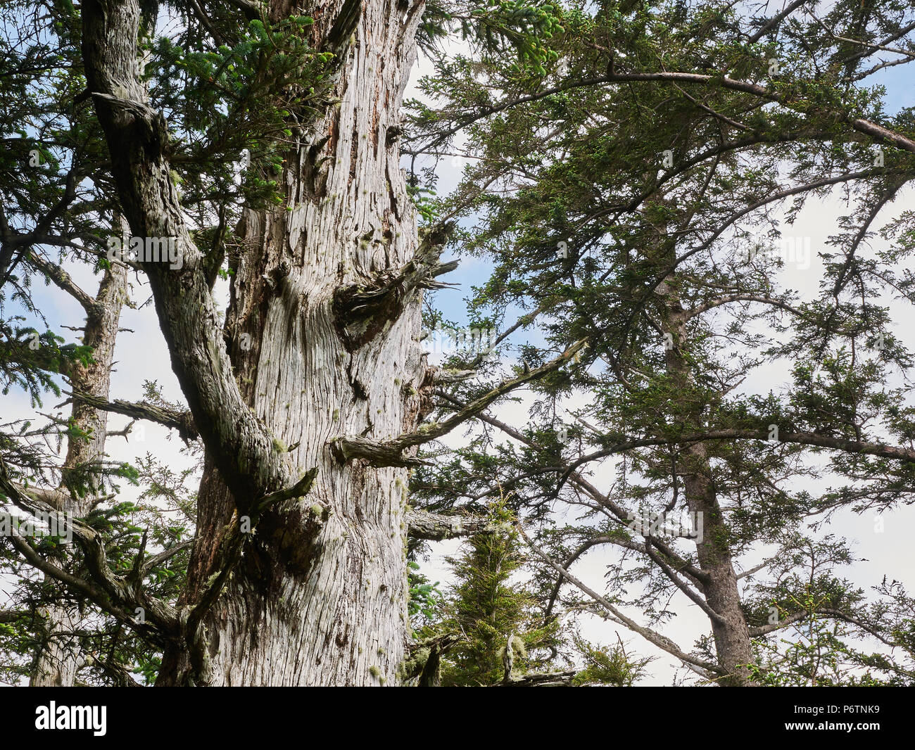 In Storm-weathered albero di abete, Cape Lookout, Tillamook County, Oregon Foto Stock