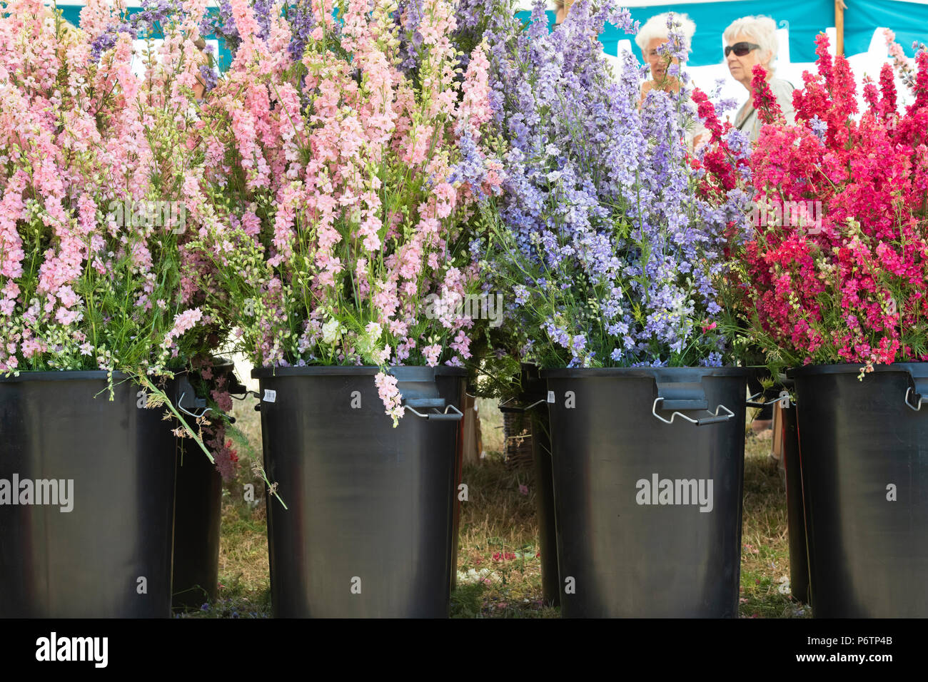 Delphiniums in vendita presso la Reale petalo di fiore coriandoli campi di fiori in luglio. Stoppino, Pershore, Worcestershire. Regno Unito Foto Stock