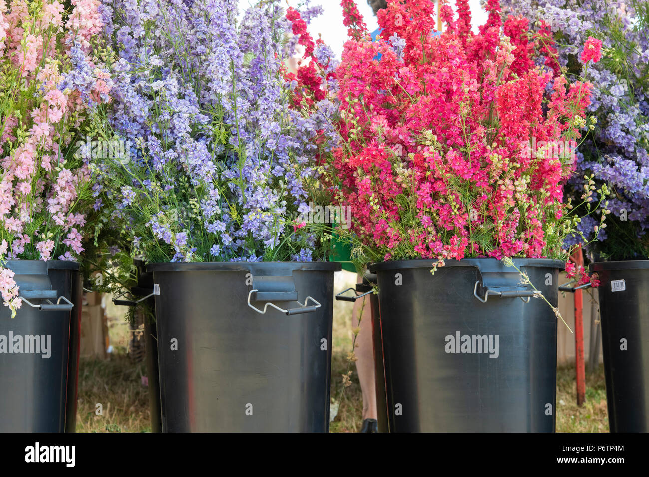 Delphiniums in vendita presso la Reale petalo di fiore coriandoli campi di fiori in luglio. Stoppino, Pershore, Worcestershire. Regno Unito Foto Stock