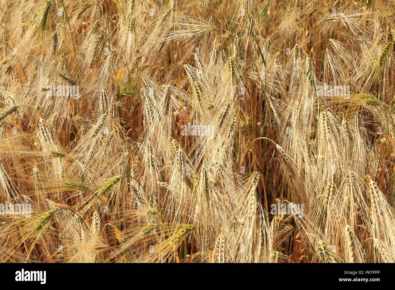 Orzo, agricola, campo, prodotto dettaglio Foto Stock